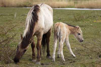 Horses in a field