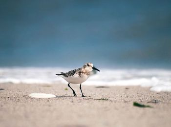 Seagull on a beach