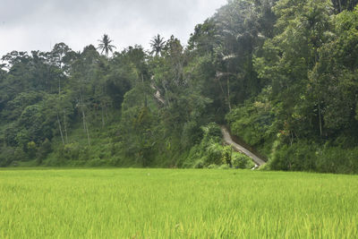 Scenic view of trees on field against sky