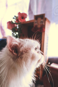 Close-up of cat looking away at home