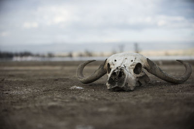 Close-up of animal skull