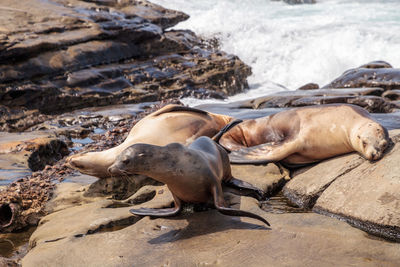 California sea lion zalophus californianus sunning on the rocks of la jolla cove