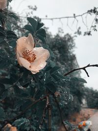 Close-up of wet plant during winter