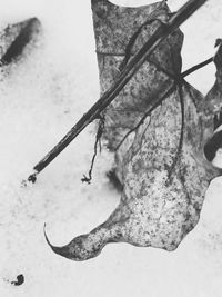 Close-up of lizard on tree