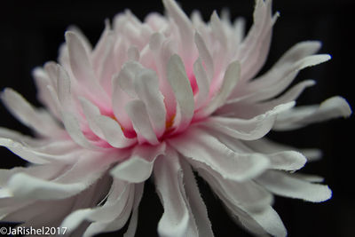 Close-up of water lily blooming against black background