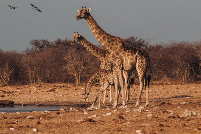 Giraffe standing at lakeshore