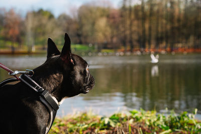 Side view of a french bulldog dog looking at lake