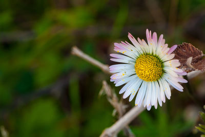 Close-up of white flowering plant