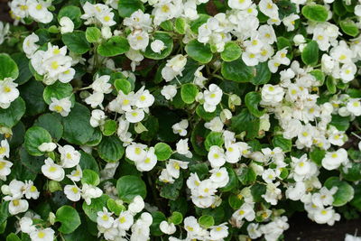 Close-up of flowers blooming outdoors