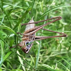 Close-up of insect on plant