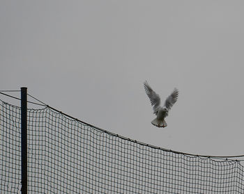 Low angle view of birds flying against clear sky