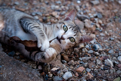 The cat camouflaged to look harmonious with the floor. tabby lying dry leaves at home.