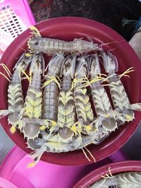 High angle view of fish in basket