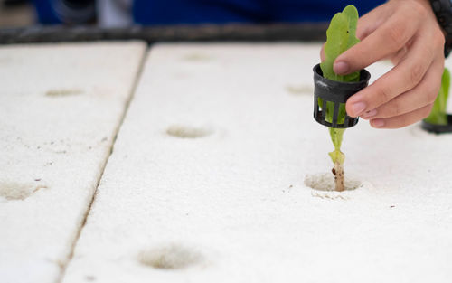 Cropped hand of person holding planting sapling