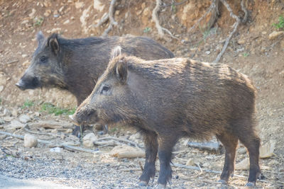 pig