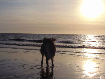 Dog standing on beach against sky during sunset