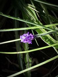 Close-up of purple flowers blooming outdoors