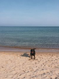 Dog on shore at beach against sky