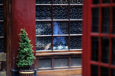 Close-up of potted plant against window of building