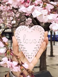 Close-up of hand holding cherry blossoms in spring