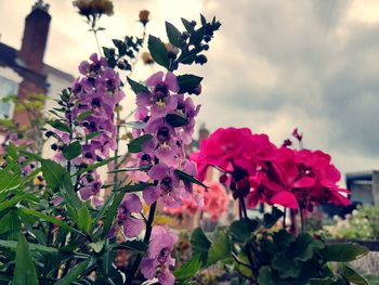 Close-up of pink flowers