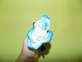 Close-up of hand holding flower over black background