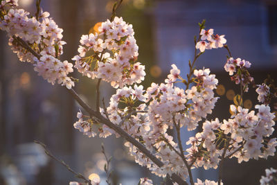 Cherry blossoms during golden hour