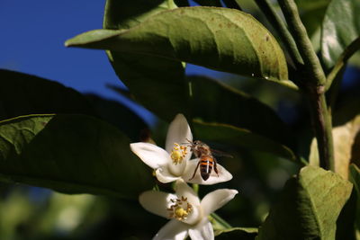 Close-up of bee pollinating flower