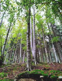 Low angle view of bamboo trees in forest