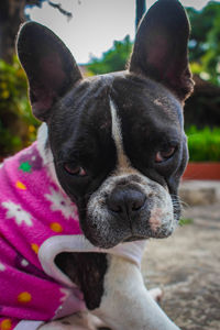 Close-up portrait of a dog