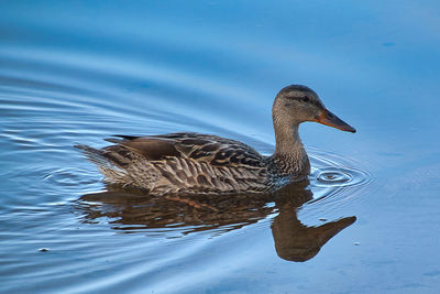 Side view of a duck swimming in lake