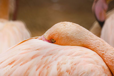 Close-up of a bird