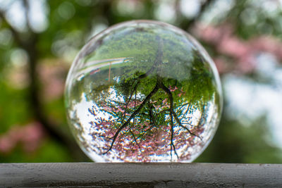 Close-up of tree