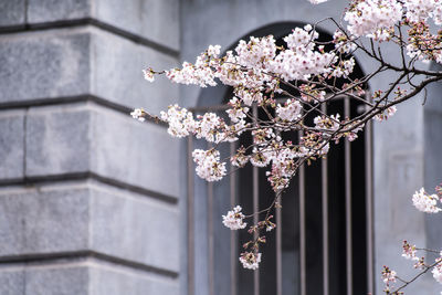 Cherry blossom tree against building