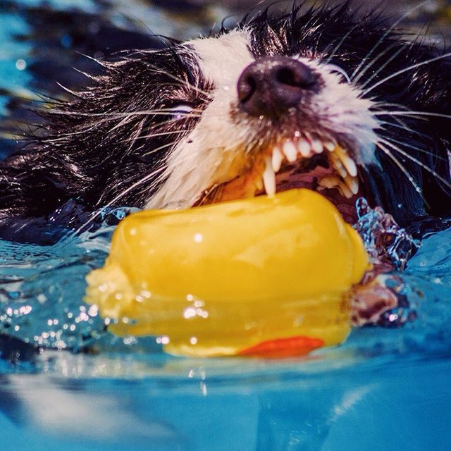 one animal, animal themes, close-up, indoors, pets, food and drink, focus on foreground, domestic animals, yellow, selective focus, food, no people, water, freshness, animal head, fruit, wet, day, animal body part, still life