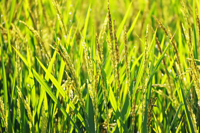 Close-up of yellow paddy rice field waiting for harvest in thailand