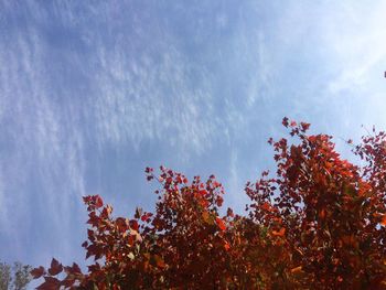 Low angle view of trees against sky