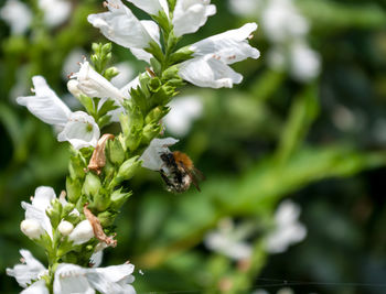 Close-up of honey bee flying over white flower