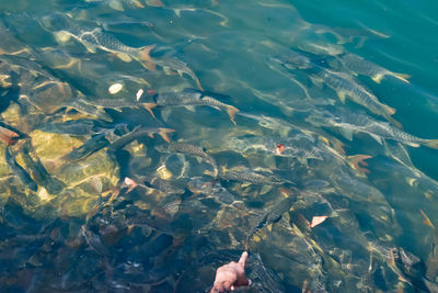 High angle view of fish swimming in sea