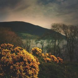 Plants growing on field against sky