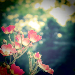 Close-up of pink flowers