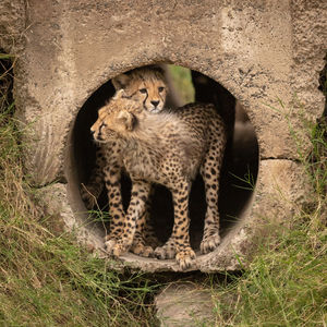 Cheetahs standing in pipe