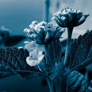 Close-up of flowering plant