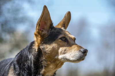 Close-up of a dog looking away