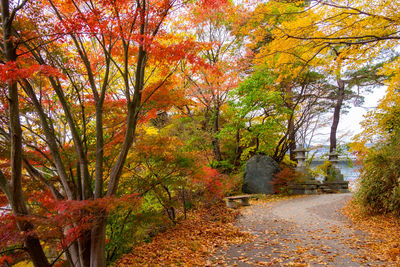 Trees and leaves in forest during autumn