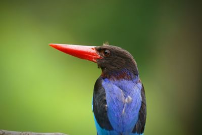 Close-up of bird