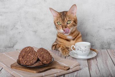 Funny kitty with a mug of milk and oatmeal cookies for breakfast.