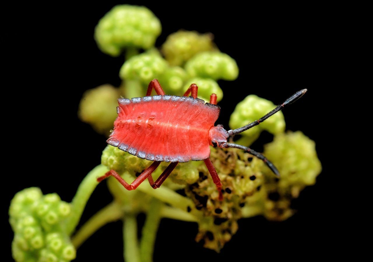 CLOSE-UP OF RED CHILI OVER BLACK BACKGROUND