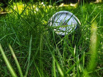 Close-up of grass on field