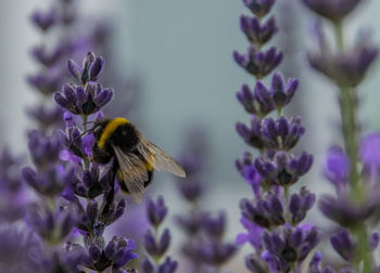 Bee pollinating on purple flowering plant